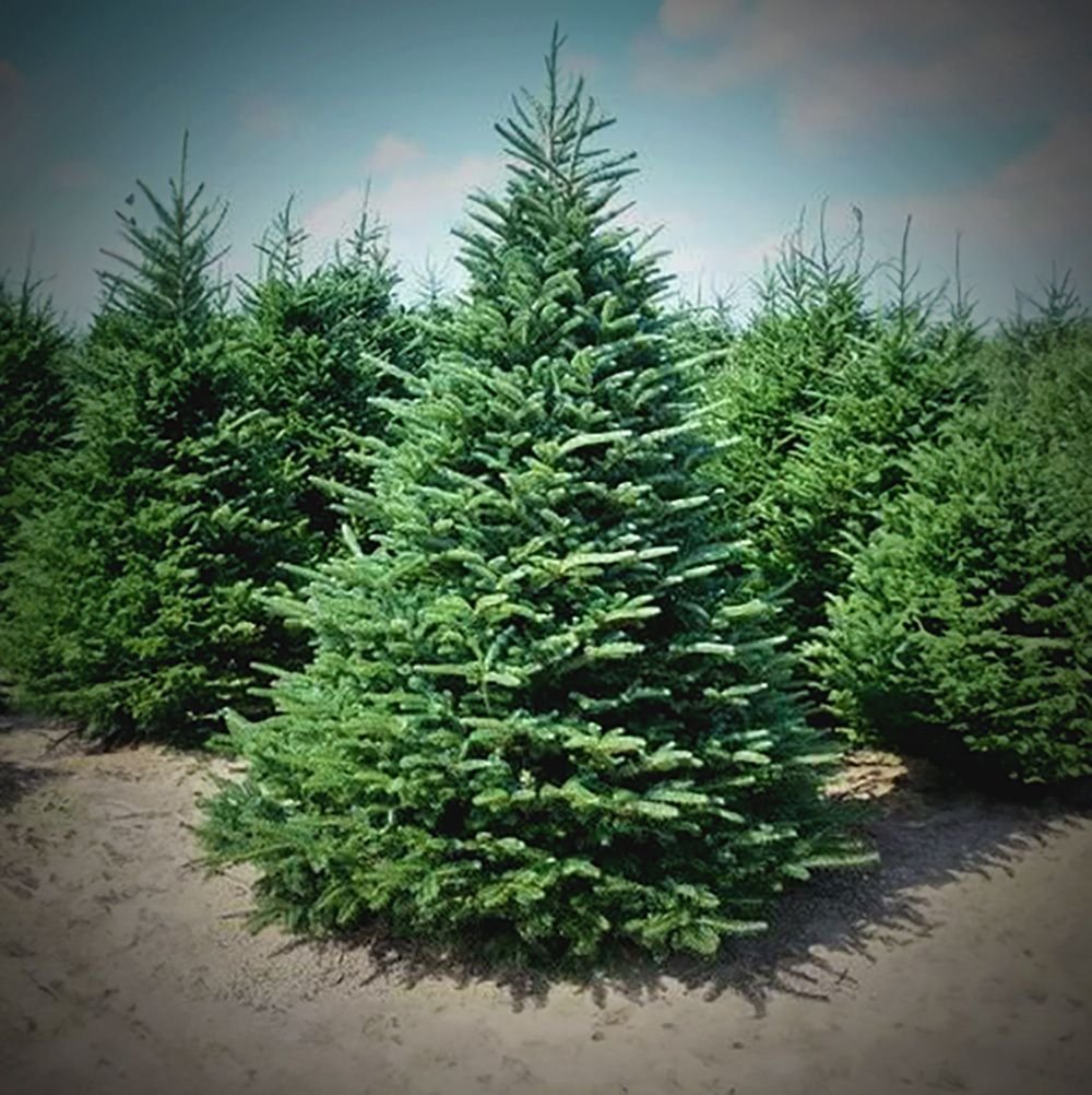 12-13ft Premium Christmas Tree
