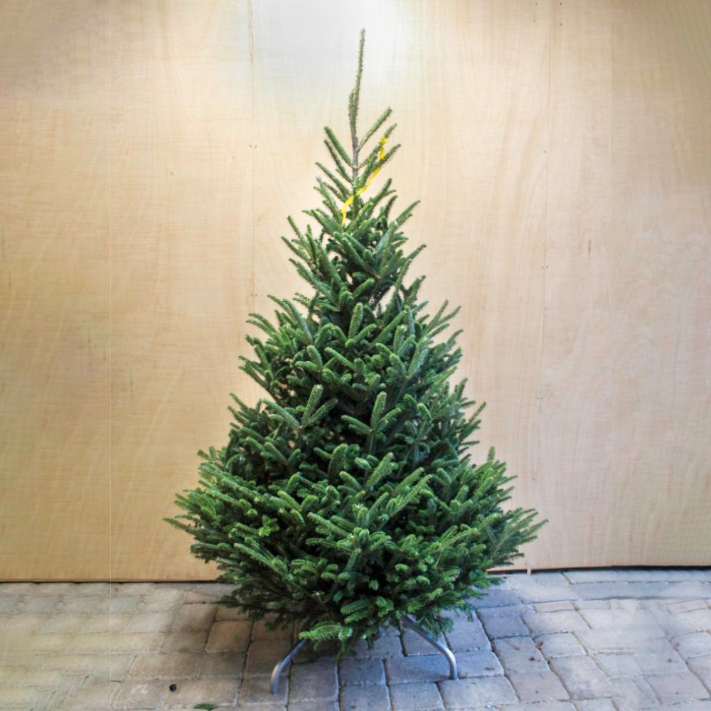 3ft Premium Christmas Tree with Stand