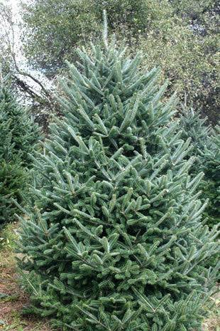 4-5ft Premium Christmas Tree