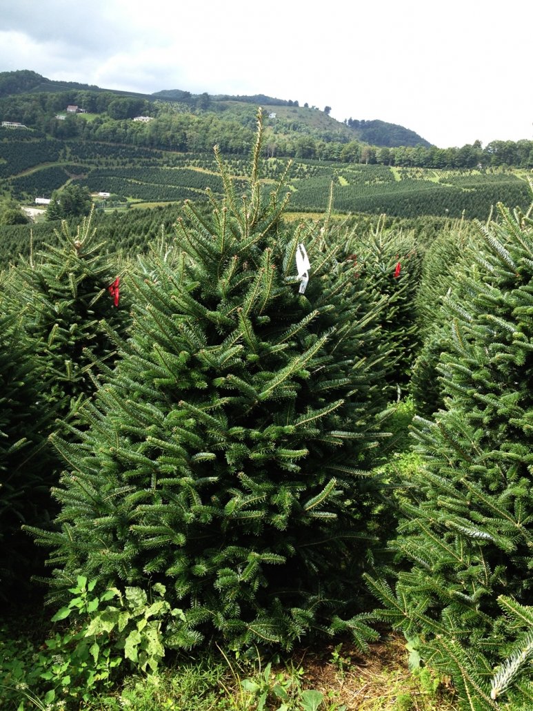 5-6ft #2 Christmas Tree