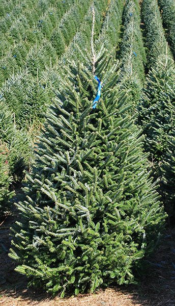 6-7ft #2 Christmas Tree