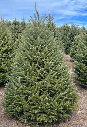 7-8ft #2 Christmas Tree