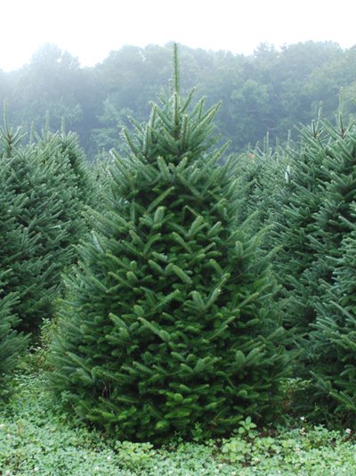 8-9ft #2 Christmas Tree