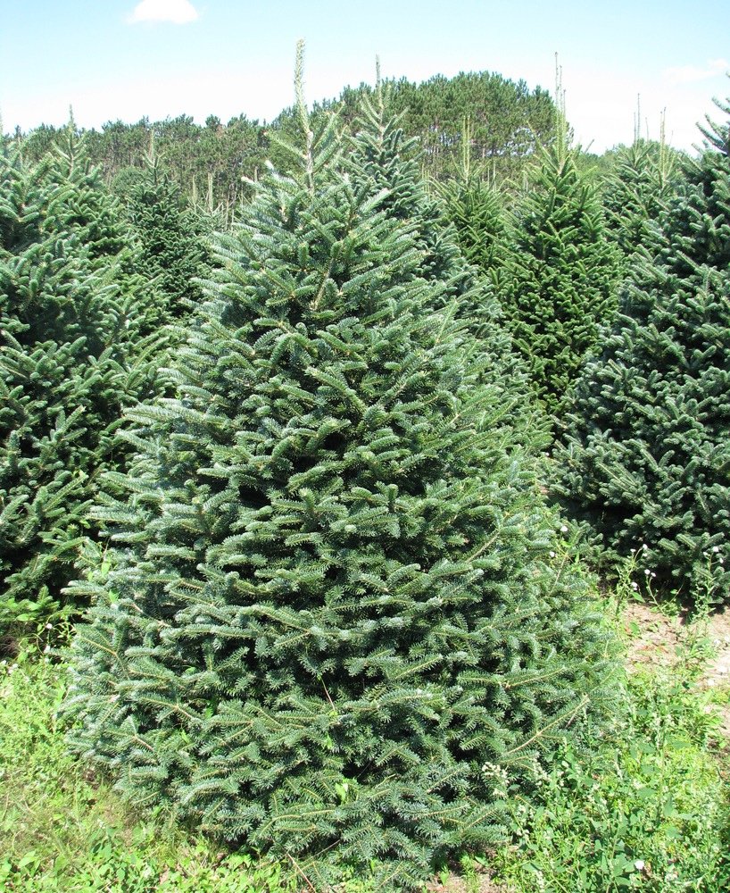 9-10ft Premium Christmas Tree